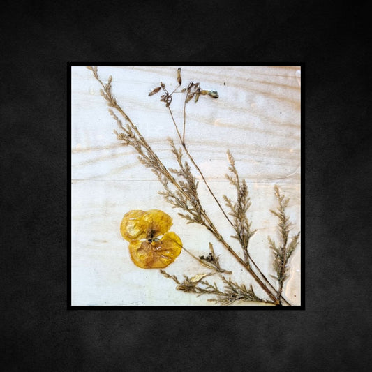 The Yellow Pansy